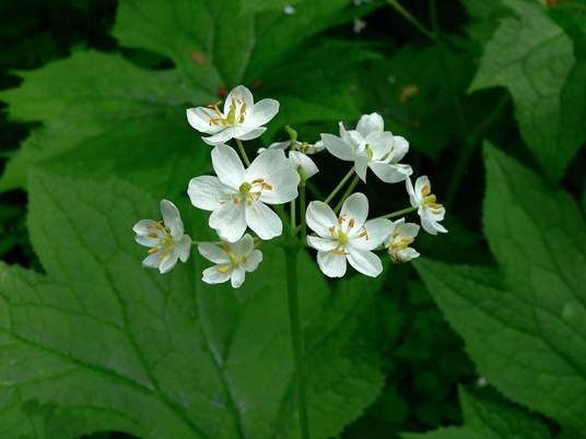 {Diphylleia cymosa}